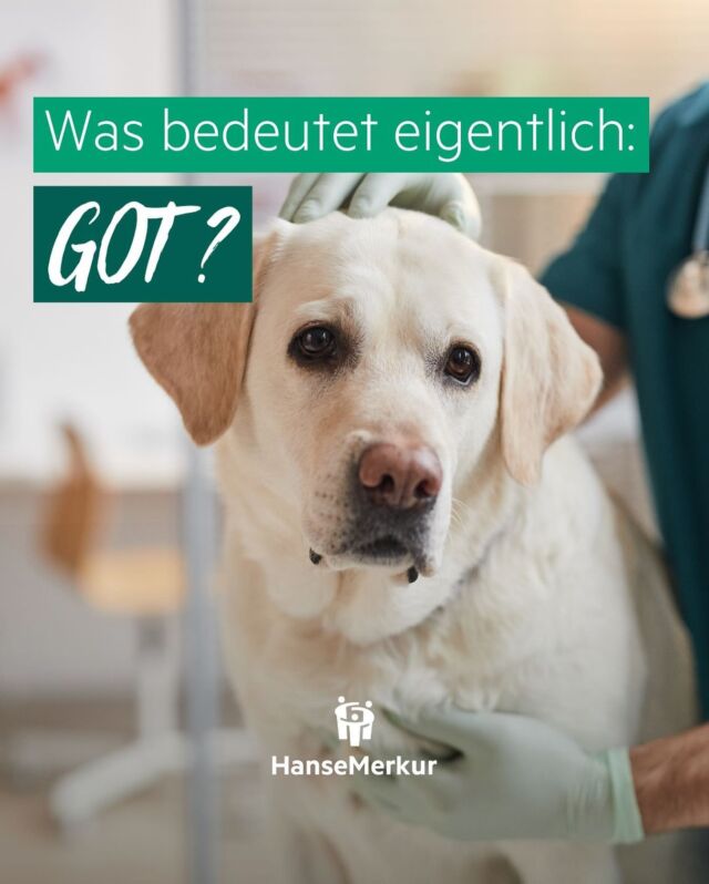 Die Gebührenordnung für Tierärzte (GOT) ist eine Art Verzeichnis 📖 welches die Honorare für 🐶🐱tierärztliche👨🏽‍⚕️ Leistungen und Behandlungen 💉💊 festlegt.
Die Kosten für tierärztliche Versorgung können auch bei einfachen Behandlungen erheblich sein, vor allem, da die Gebühren im Jahre 2022 deutlich angezogen worden sind😮😮‍💨 

Die Tierversicherung der #hansemerkur kann  finanzielle Belastungen durch Tierarztkosten abfedern oder auch komplett übernehmen🙏🏽🤩

#tierkrankenversicherung #haustierversicherung #hansemerkur #tiergesundheit #hundefreunde#tierarztversicherung #hansemerkurrheinland #katzenfreunde #haustiergesundheit #jüchen #tierkrankenversicherungsschutz #hundeliebe #hansemerkuronline