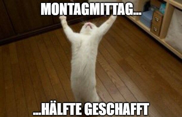 🤩🥳💫 

#tierkrankenversicherung #montag #pause #hansemerkur #halbzeit #jüchen #tierliebe #hansemerkurrheinland #tierkrankenversicherungsschutz #hansemerkuronline